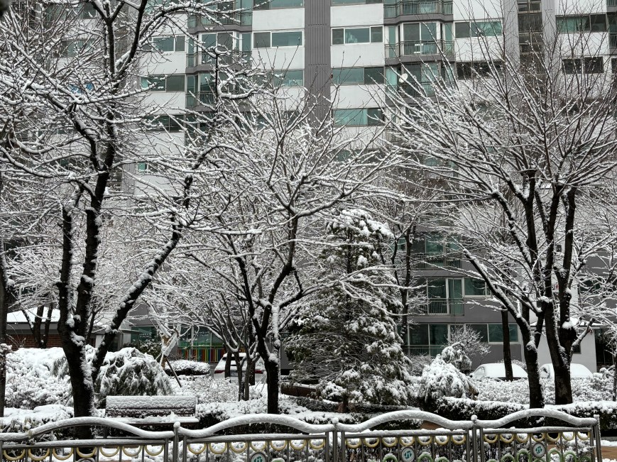 My Adventure: From New Zealand to Korea on Exchange